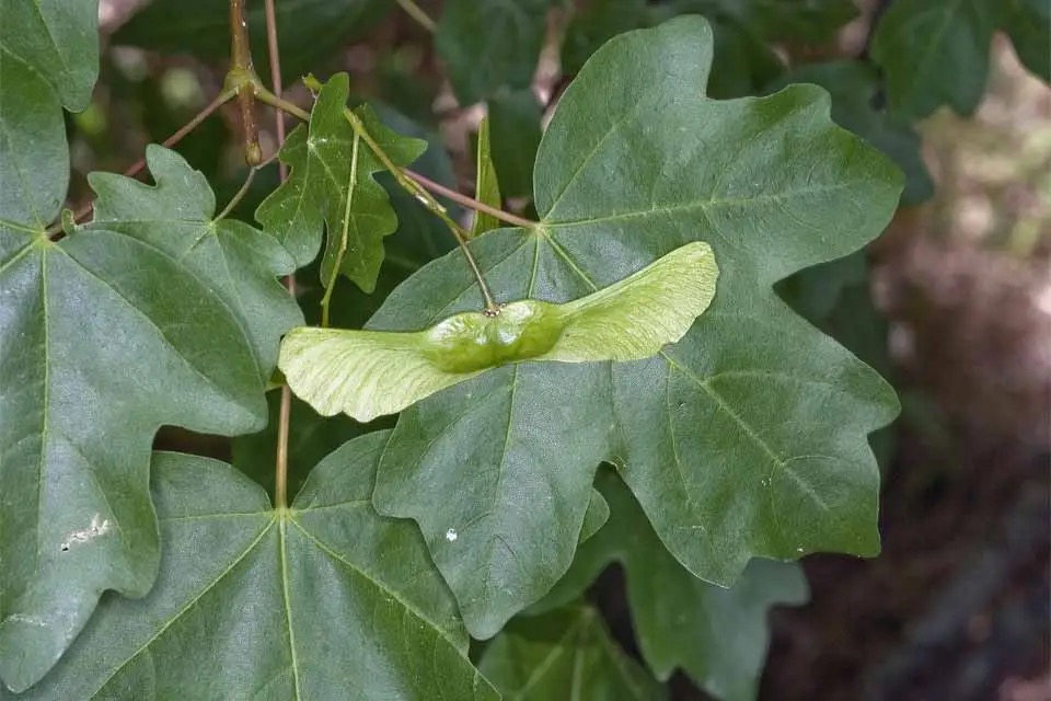 Arce Menor (Acer Campestre, Acer Campestris)