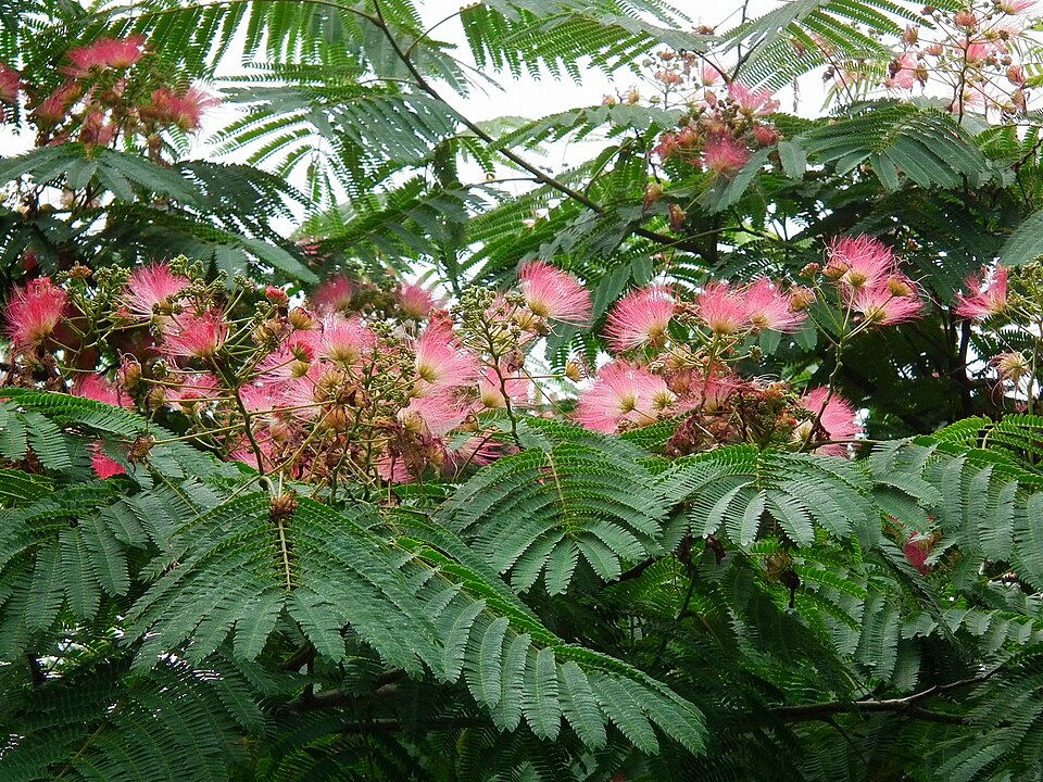 Acacia de Constantinopla (Albizia julibrissin)