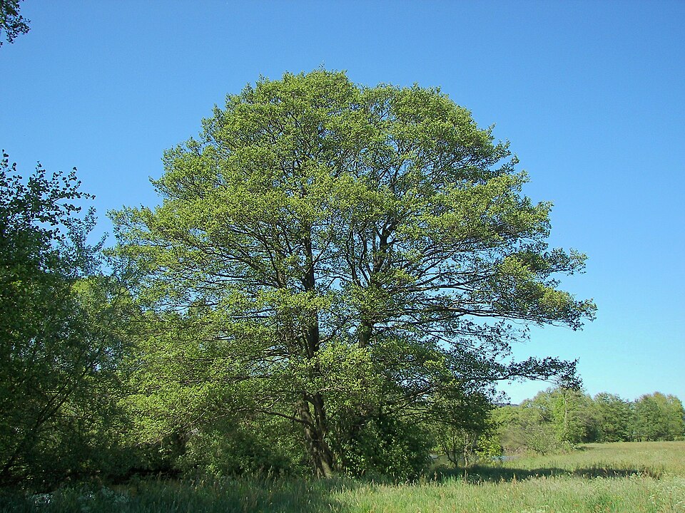 Aliso Común (Alnus glutinosa)