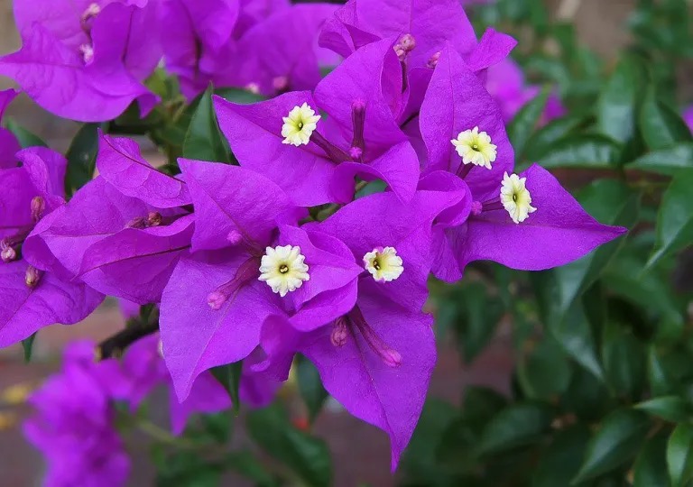 Buganvilla (Bougainvillea)