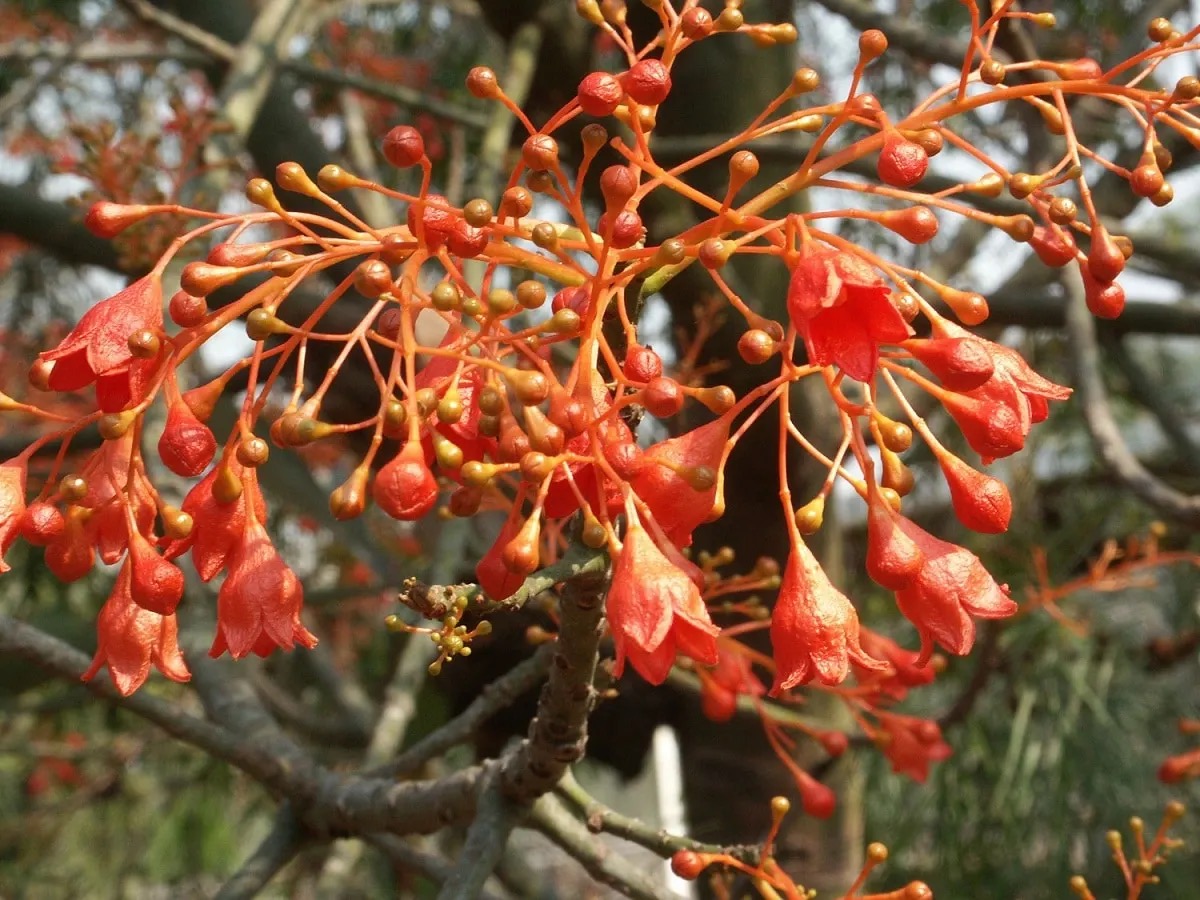 Árbol de Fuego Illawarra (Brachychiton Acerifolius)