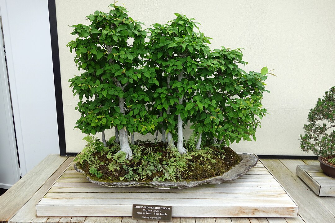 Carpe Japonés (Carpinus laxiflora)