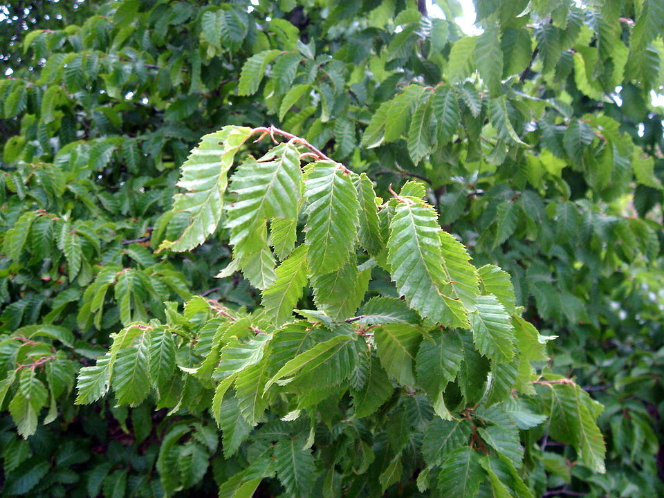 Carpe Oriental (Carpinus orientalis)