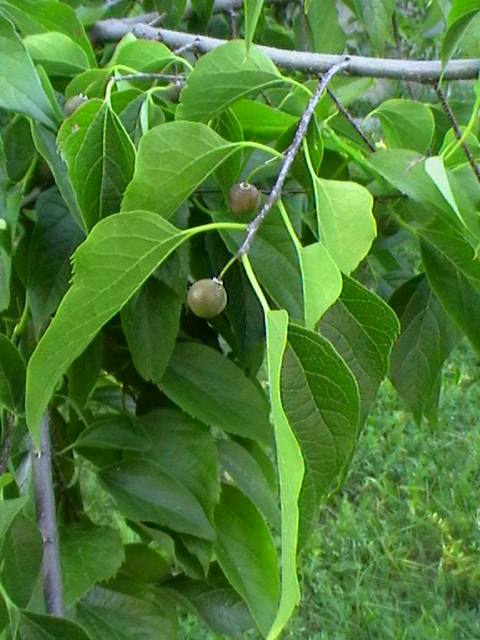 Almez (Celtis Australis)