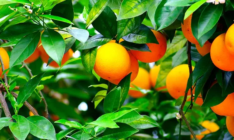 Naranjo y Limonero (Citrus)