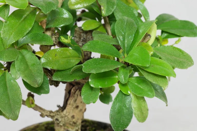 Carmona Microphylla (Té de Fukien, Ehretia buxifolia)