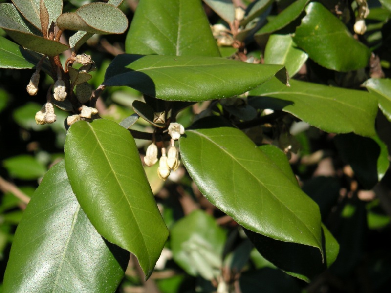 Eleagno (Elaeagnus)