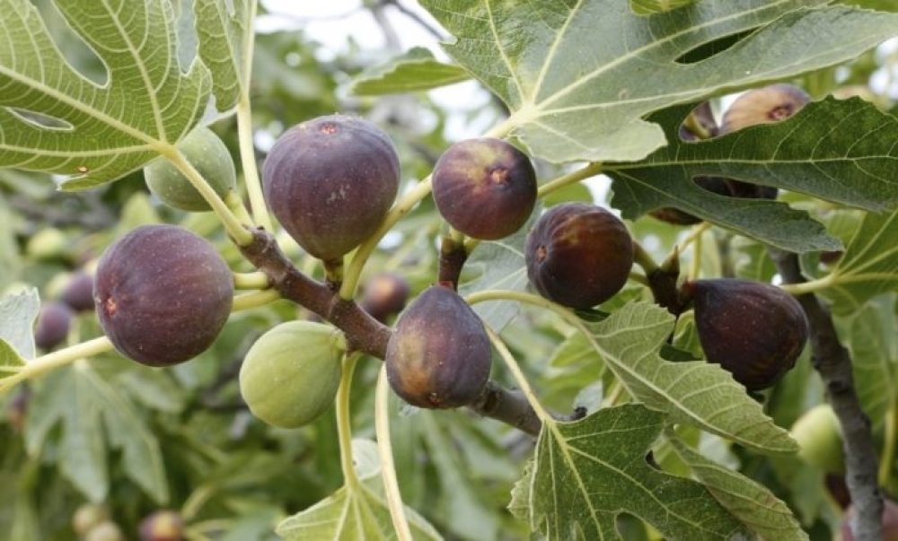 Higuera (Ficus Carica)