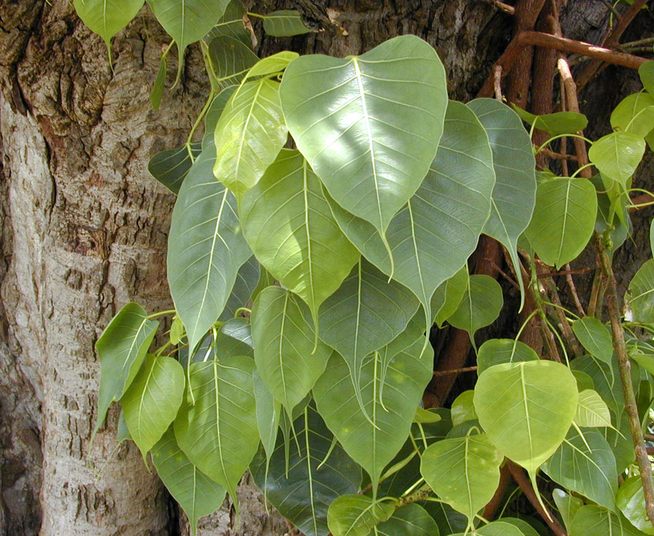 Ficus Religiosa