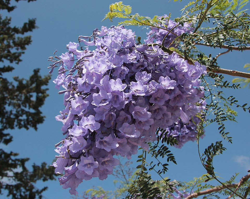 Jacarandá (Jacaranda Mimosifolia)