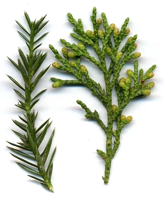 Junípero (Enebro, Sabina o Juniperus)