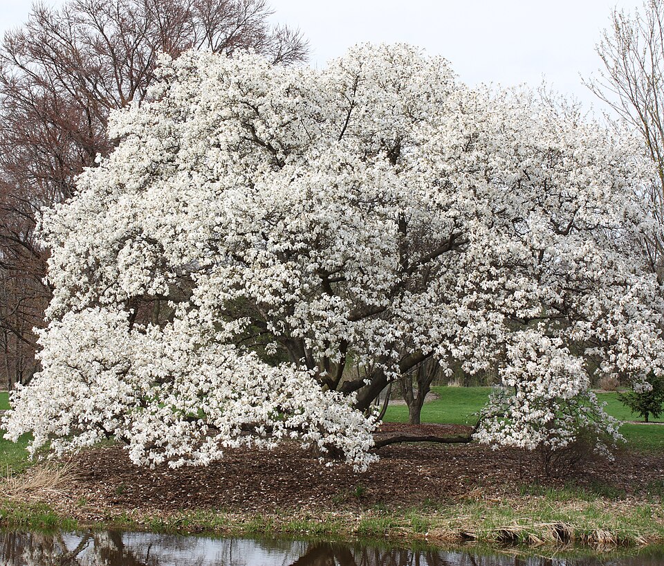 Magnolia Kobus