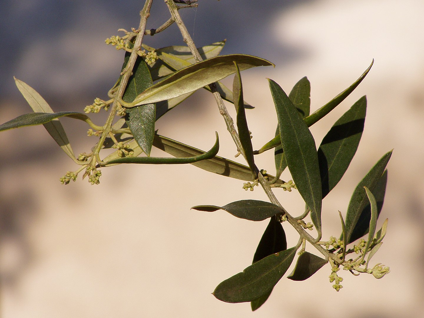 Olivo o Acebuche (Olea Europaea)