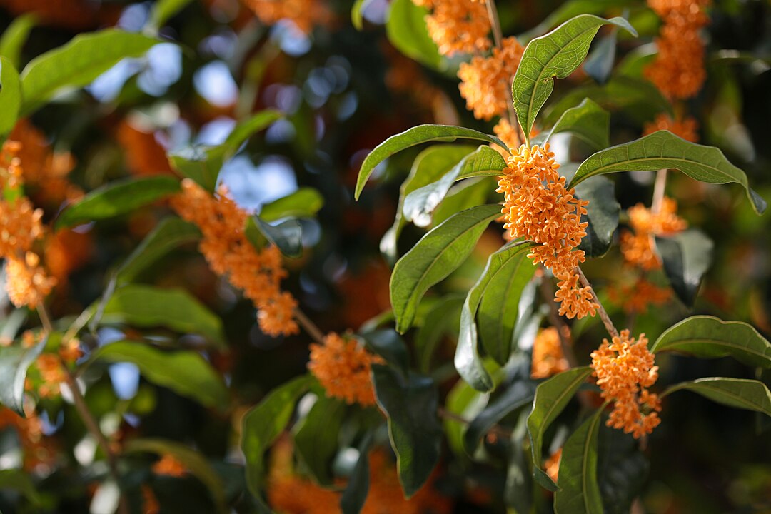 Olivo Fragante (Osmanthus fragrans)
