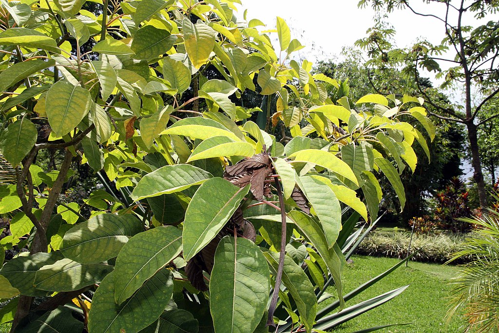 Ombú (Phytolacca Dioica, Bellasombra)
