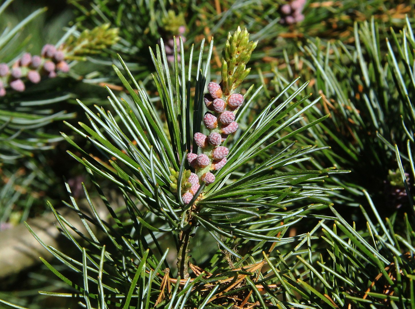 Pino Blanco Japonés (Pinus Parviflora, Pinus Pentaphylla)