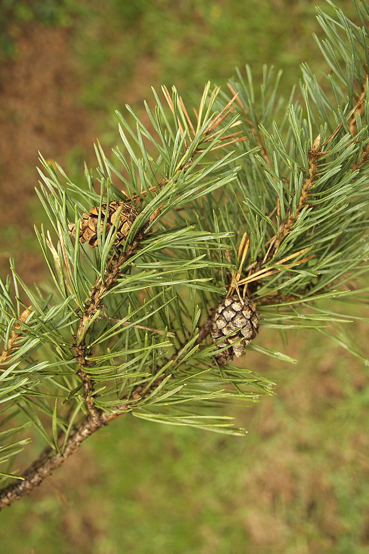 Pino Silvestre (Pinus Sylvestris)