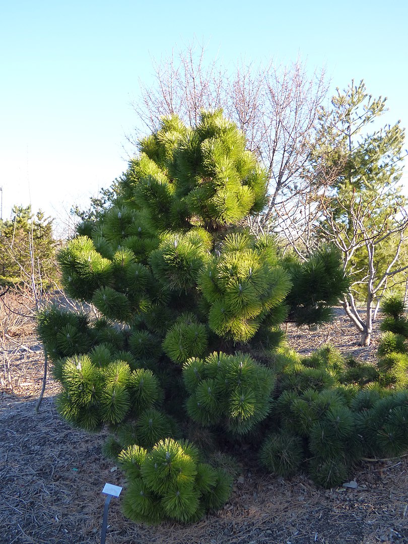 Pino Negro Japonés (Pinus Thunbergii)