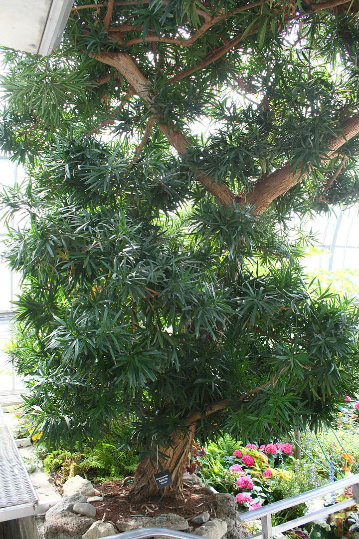 Podocarpo (Podocarpus Macrophyllus)