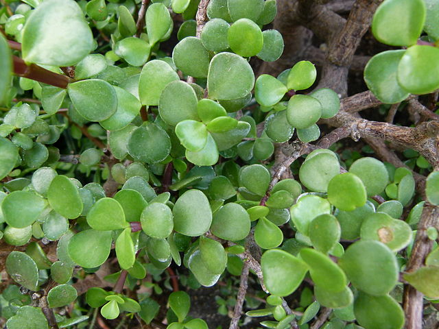 Jade Enano (Portulacaria Afra, Crassula Ovata)