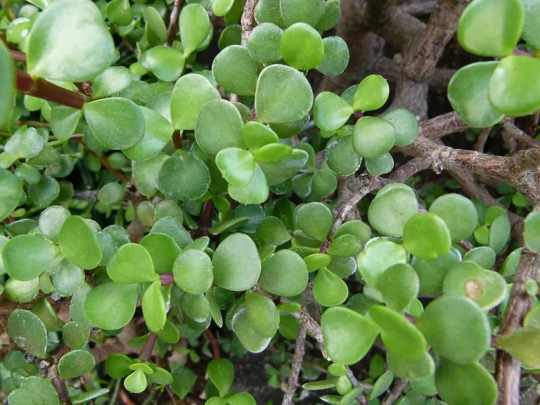 Portulacaria Afra