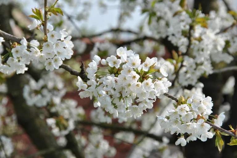Cerezo Silvestre (Prunus Avium)