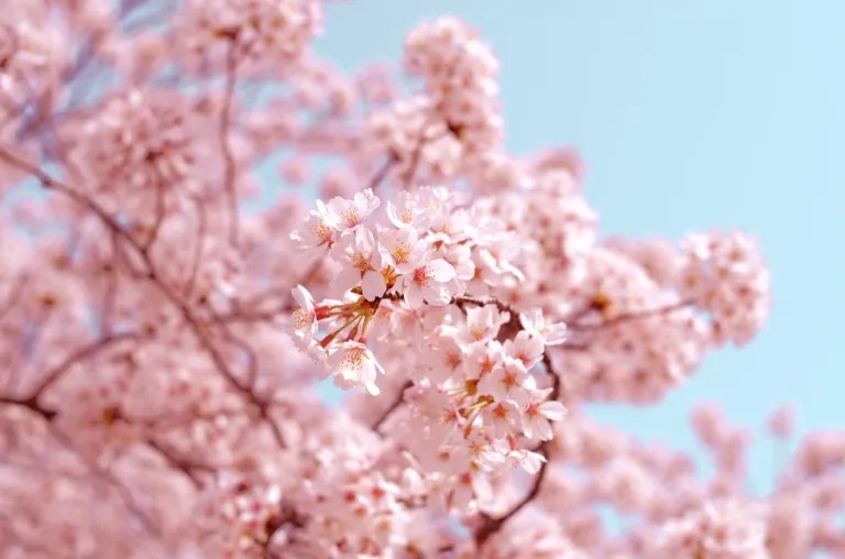Cerezo Japonés (Sakura, Prunus Serrulata)