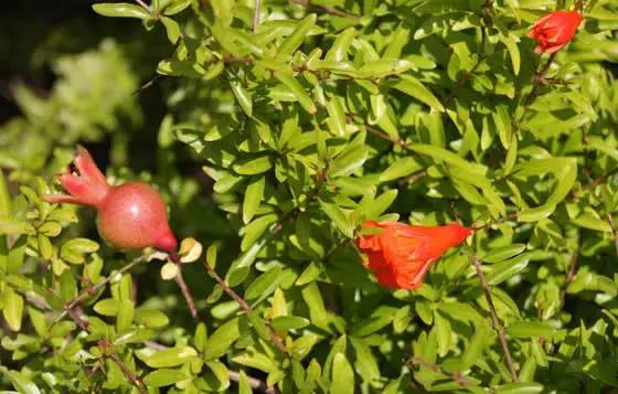 Granado Enano (Punica Granatum)