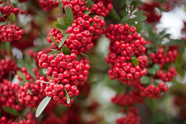 Espino de Fuego (Pyracantha)