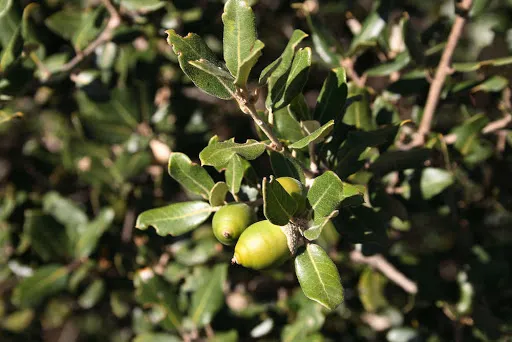 Encina (Quercus Ilex)