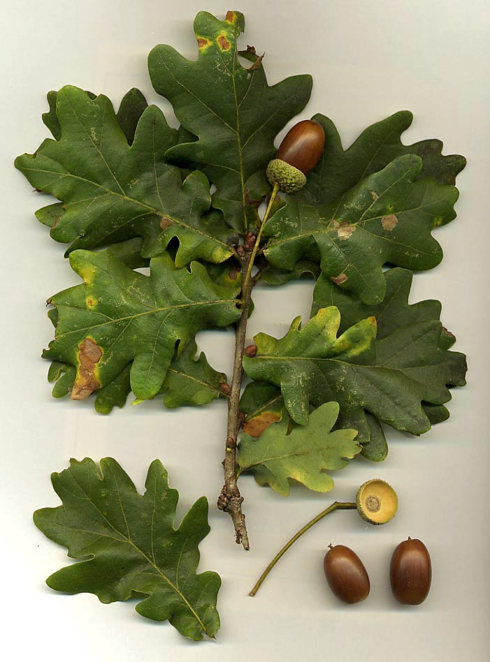 Roble (Quercus)
