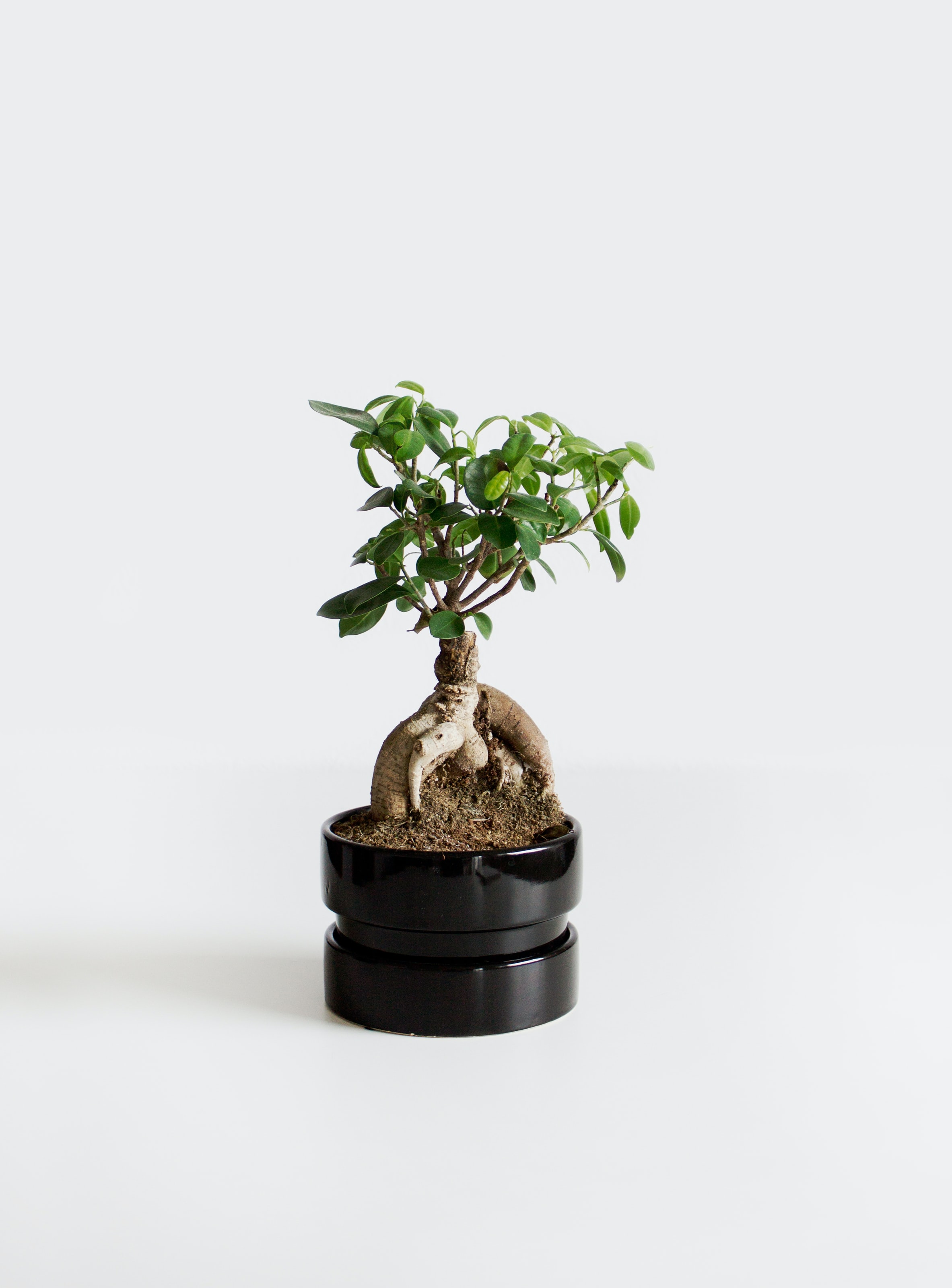 ¿Te han regalado un bonsái y no sabes por dónde empezar? ¡Te enseñamos los cuidados básicos! 🎁