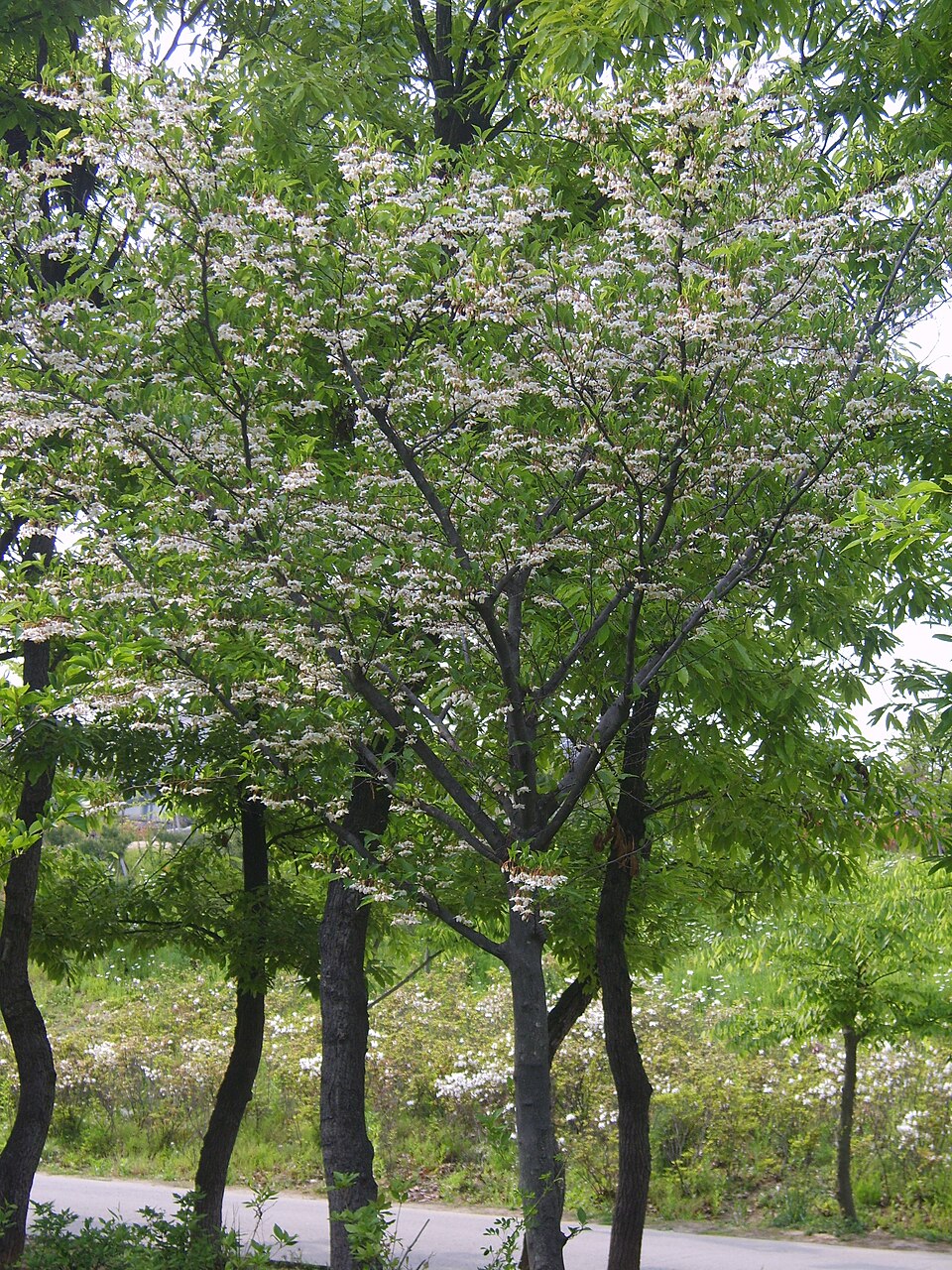 Estoraque Japonés (Styrax japonicus)