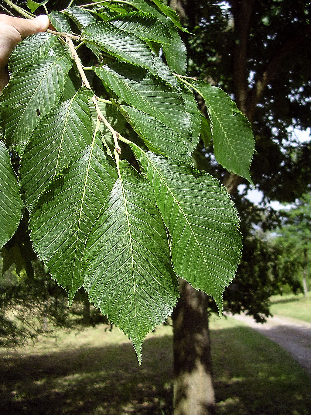 Olmo japonés (Ulmus Japonica, Zelkova)