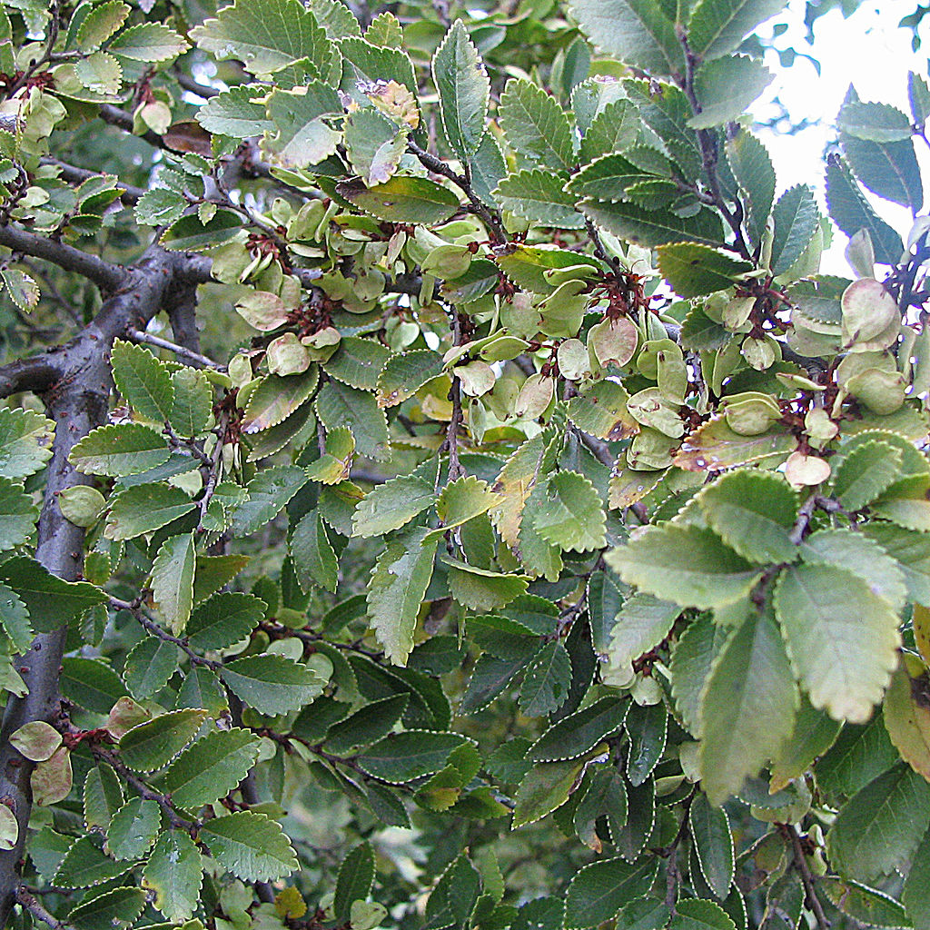 Olmo Chino (Ulmus Parvifolia)